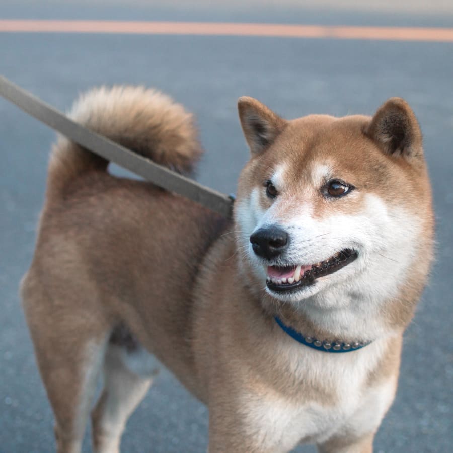 Happy dog after examination