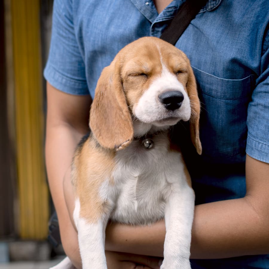 Brown dog in Lab diagnostic