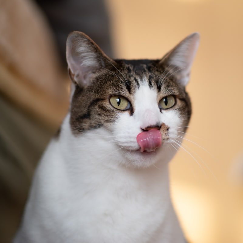 Cat licking nose after dental surgery